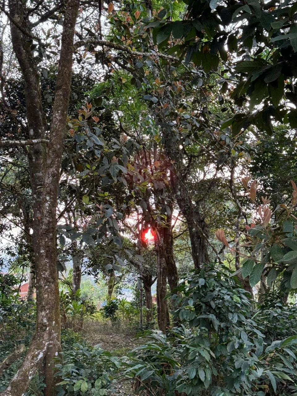 Shrenya Orchidz-Coorg Nature Stay Madikeri Exterior foto